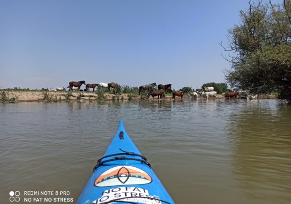 Go2trail_KrcedinskiKajakSafari3